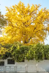 揚州的秋色真的值得專程去一趟