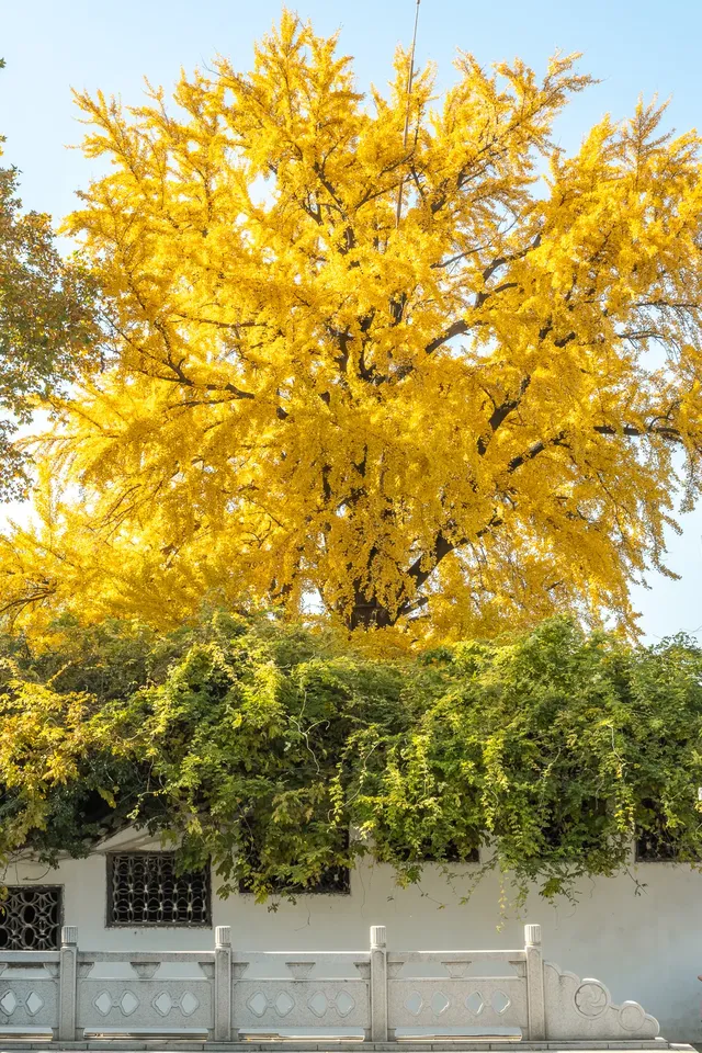 揚州的秋色真的值得專程去一趟