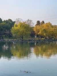 滬上秋韻 | 湖畔金柳,沔青之秋