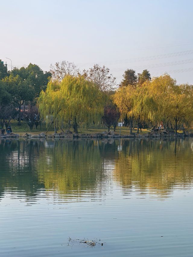 滬上秋韻 | 湖畔金柳,沔青之秋 滬上秋韻 | 湖畔金柳,沔青之秋