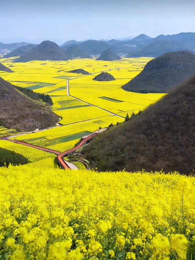 油菜花海拍照指南 油菜花海拍照指南