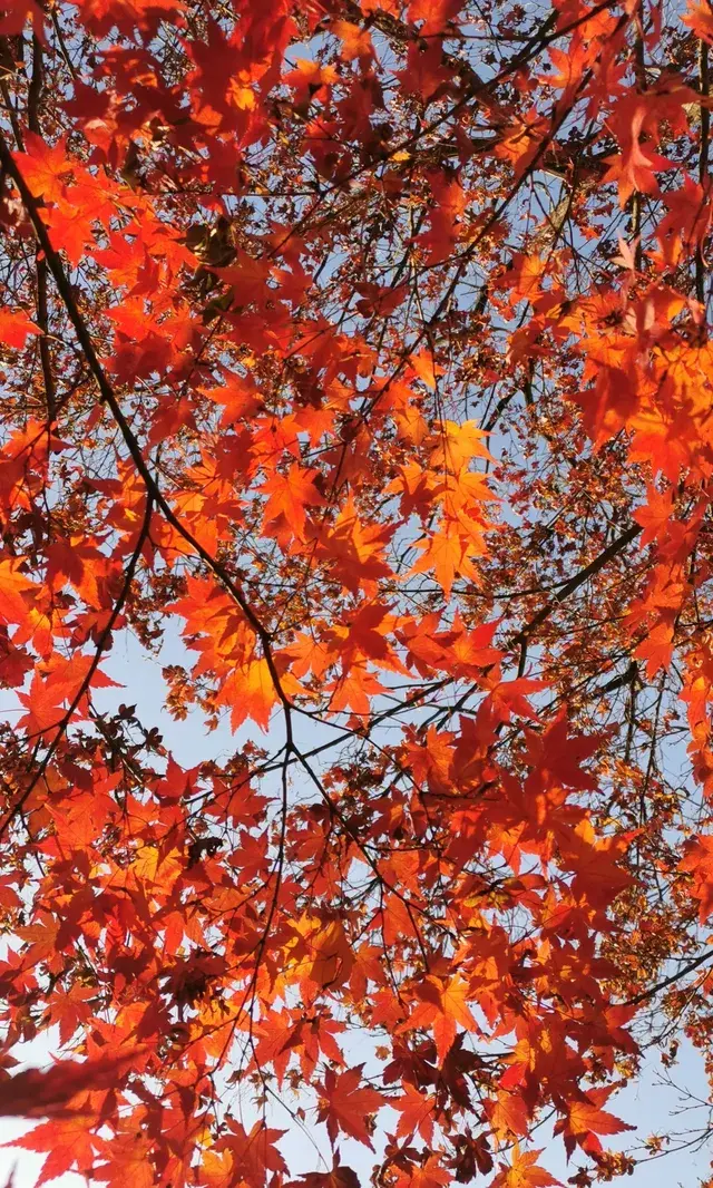 Live全屏打開最美楓葉神樹錯過等明年 Live全屏打開最美楓葉神樹錯過等明年