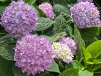 五月必刷南京繡球公園花開成海 美到犯規