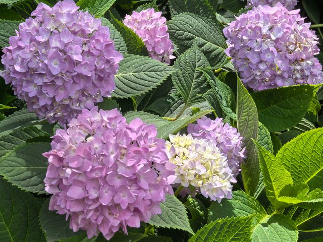 五月必刷南京繡球公園花開成海 美到犯規 五月必刷南京繡球公園花開成海 美到犯規