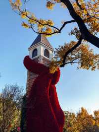 冬日限定！昆明翠湖與紅嘴鷗的浪漫邂逅