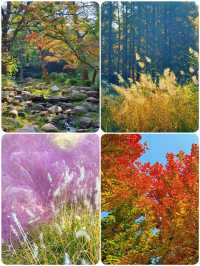 青島|中山公園的楓葉,美得像童話故事一樣