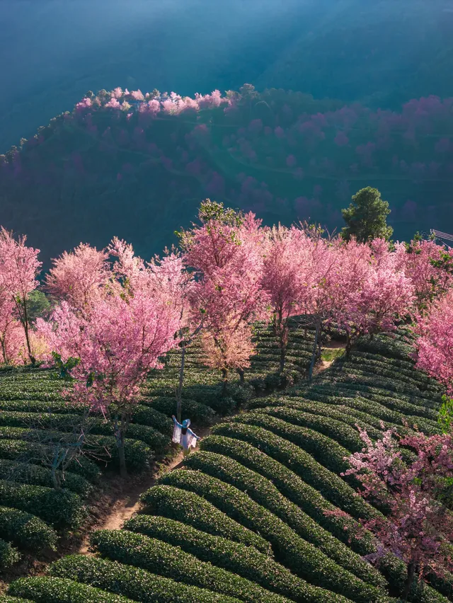 無量山櫻花谷旅拍,餘位有限,預約從速! 無量山櫻花谷旅拍,餘位有限,預約從速!