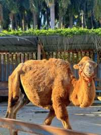 廈門小眾遛娃聖地集美果樂園一日遊攻略