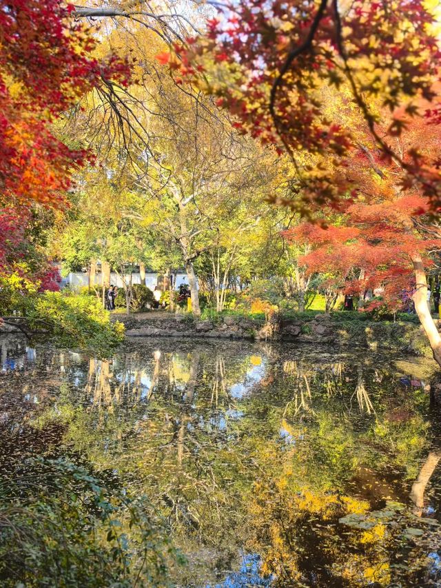 12月的秋霞圃,這裡的「楓」景美到失語 12月的秋霞圃,這裡的「楓」景美到失語
