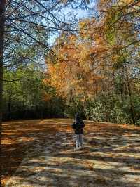上海秋日出遊優選地
