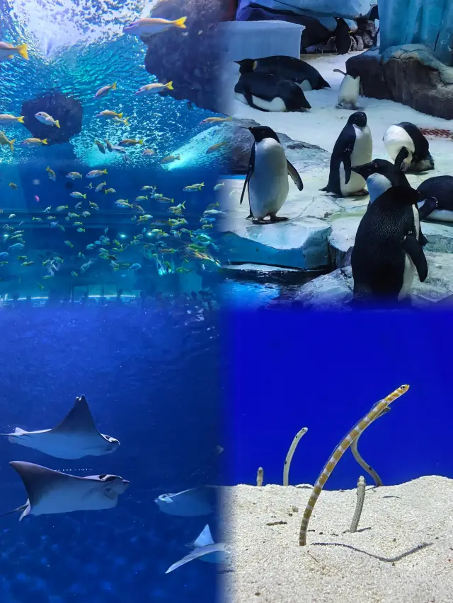 Unstoppable fun! The ultimate Shanghai Aquarium guide with a complete playbook