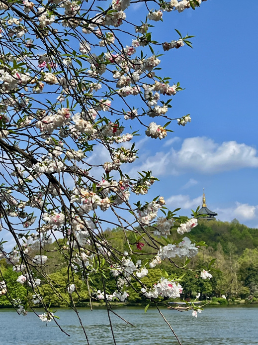 蘇堤南口・桃紅柳緑（西湖で最も美しい春の景色の一つ） | Trip.com 杭州