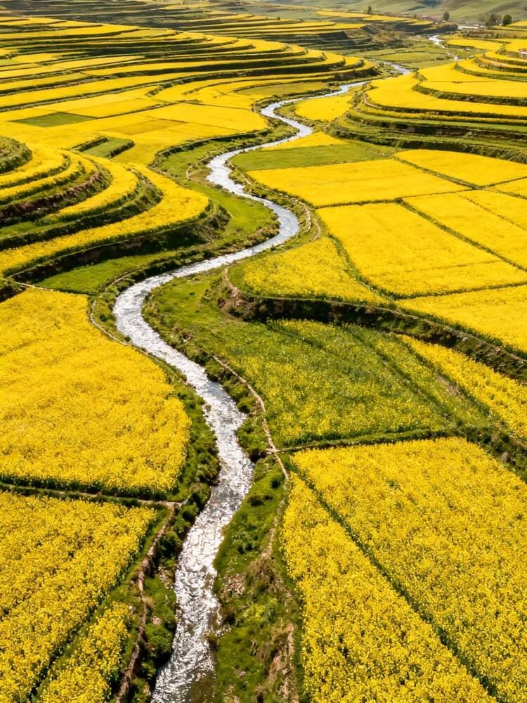 民楽｜祁連山麓の一万ムーの黄金！6月の菜の花の絶景がやってきた
