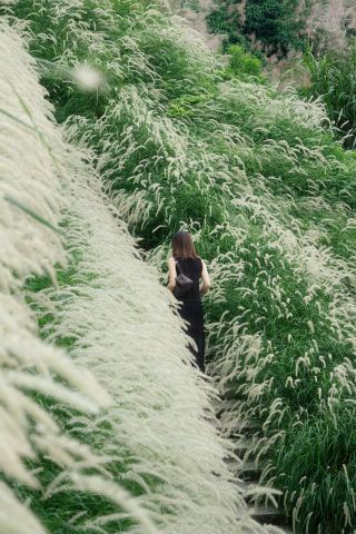 不用濾鏡｜溫嶺這片蘆葦拍出韓劇女主