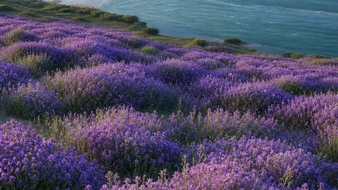 Yongjing's purple flower sea is absolutely stunning! The "Provence" by the Yellow River — traveler post in Linxia Prefecture