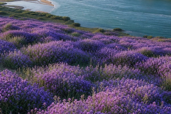 れい　Purple Lake シーグラスアート／天然石／紫／湖 Yongjing's purple flower sea is absolutely stunning! The 