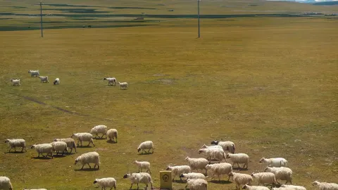 Z8991 Qinghai-Tibet Line is like watching a moving movie~ — traveler post in Amdo County