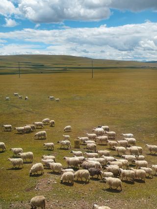 Z8991 Qinghai-Tibet Line is like watching a moving movie~