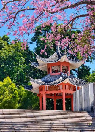 The most beautiful autumn Kapok trees in Nanning! Romance arrives right on schedule~