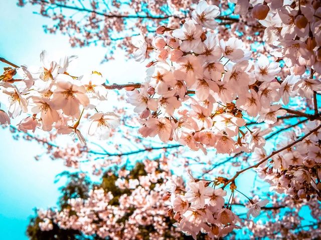  a sea of pink and white in Jinhae
