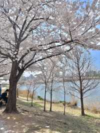 수원 벚꽃명소 🌸만석공원🌸