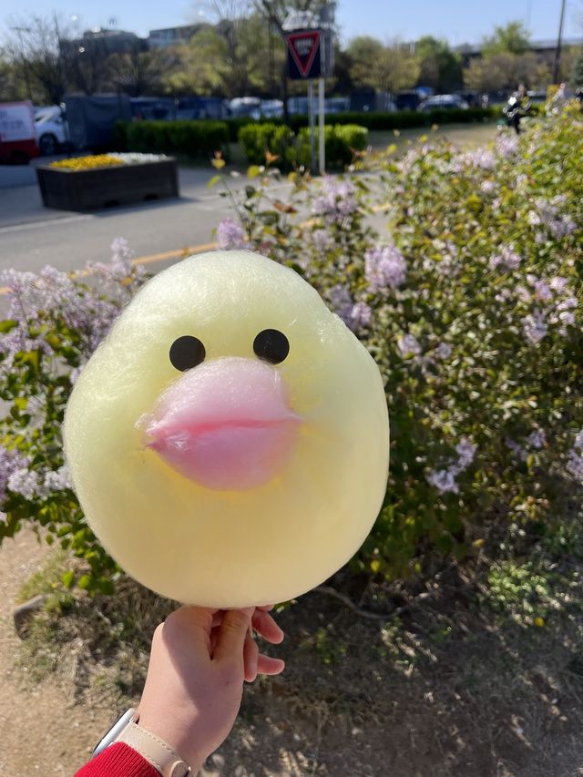 다양한 봄꽃 구경 가능한 여의도 한강공원 봄꽃 피크닉🌺