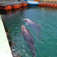 【伊豆】下田海中水族館