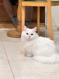 〖 韓国・明洞〗明洞の猫カフェが復活‼︎🐈　時間無制限でゆっくり過ごせます🙌🏻