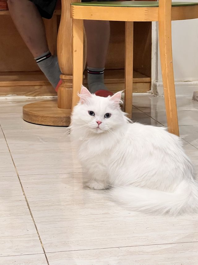 〖 韓国・明洞〗明洞の猫カフェが復活‼︎🐈　時間無制限でゆっくり過ごせます🙌🏻