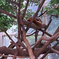 韓國😍愛寶樂園🐒介紹有咩動物睇🐯