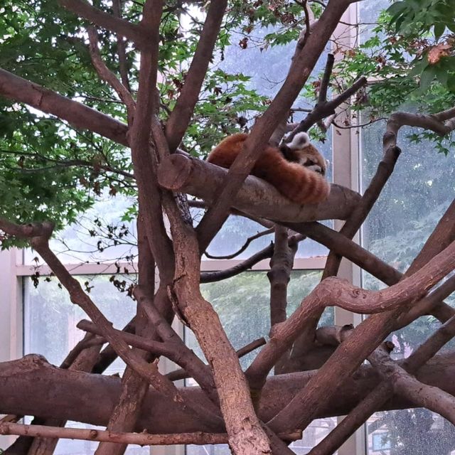 韓國😍愛寶樂園🐒介紹有咩動物睇🐯