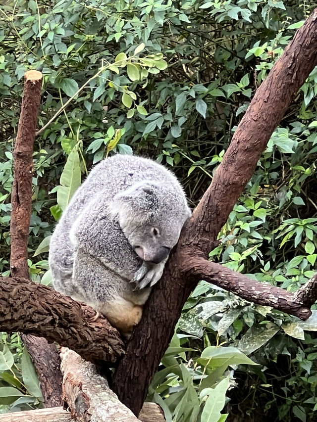 【世界の車窓から】キュランダ鉄道やコアラお触りで自然満喫🐨🌿