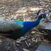 ニューカレドニアの自然動物公園