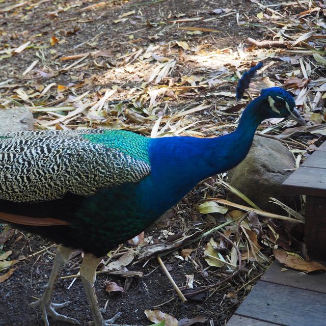 ニューカレドニアの自然動物公園