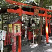 【京都府】美しい緑の絨毯、じゅうたん苔！
