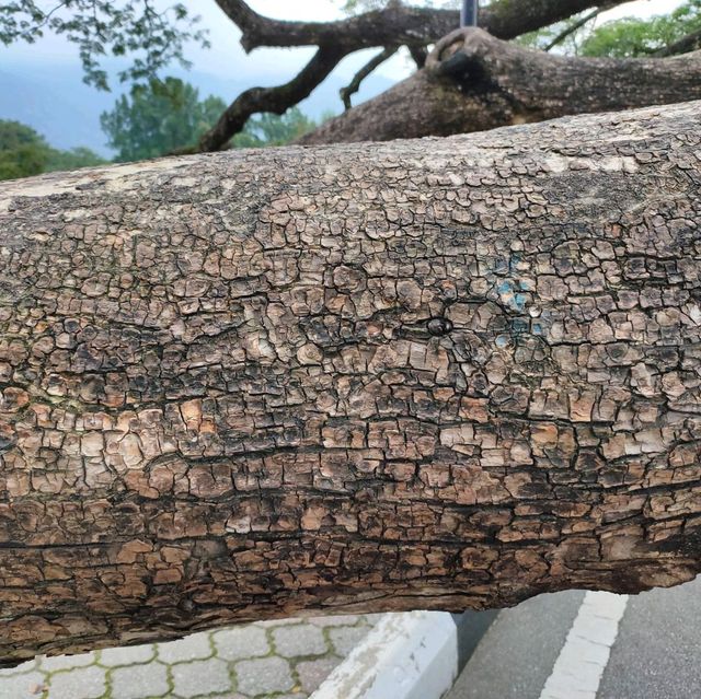 Amazing tree in Heritage garden in Malaysia!