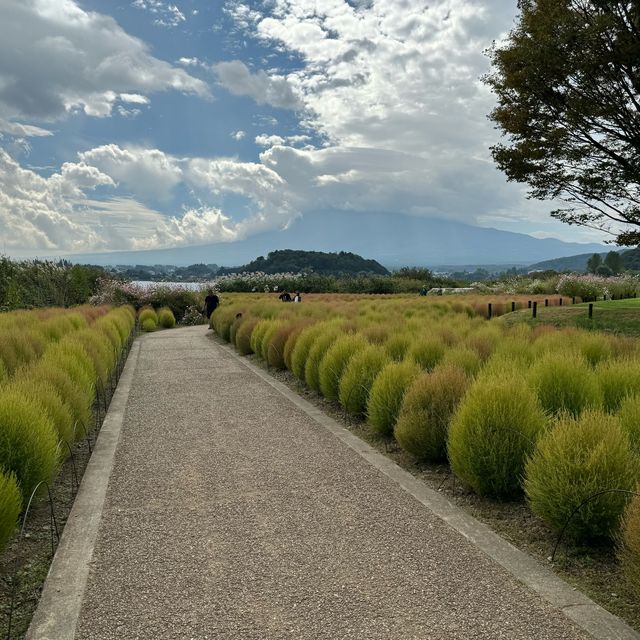 河口湖大石公園