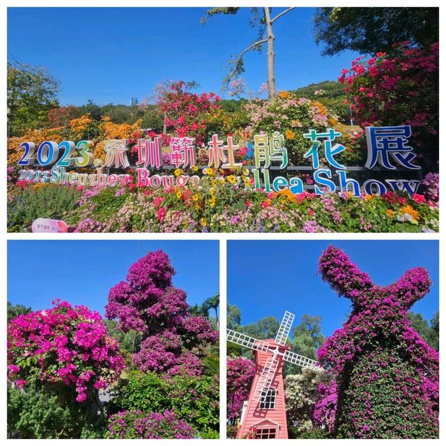 七彩花海嘅深圳簕杜鵑花展🌺💕