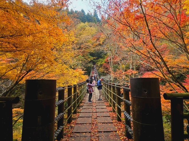 The foliage at Hananuki Gorge