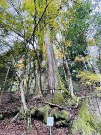 【京都府/貴船神社（奥宮）】龍穴のパワー渦巻く！
