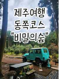🌲포토스팟이 가득한 나만알고싶은 제주동쪽 "비밀의숲"🌲