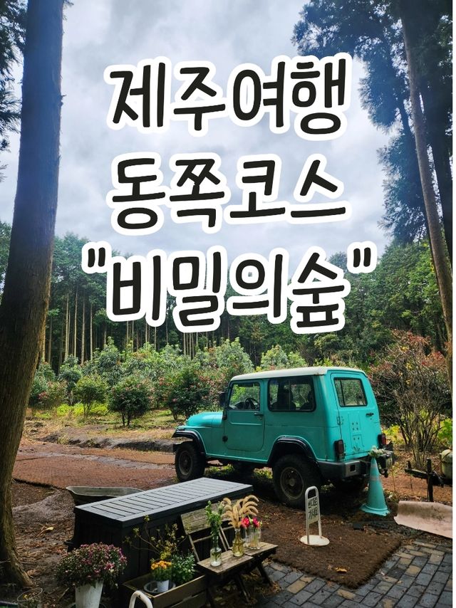 🌲포토스팟이 가득한 나만알고싶은 제주동쪽 "비밀의숲"🌲