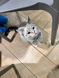 🐱再訪高質貓貓cafe