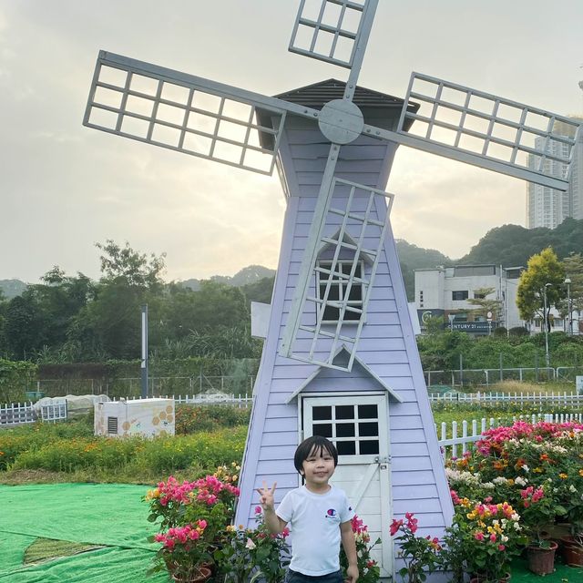 探索蝶豆花園