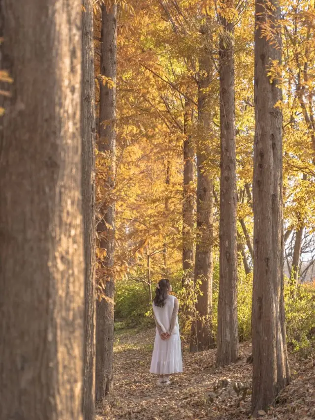 메타세콰이어로 가득한 경주의 힐링 가득한 숲🌲✨ 