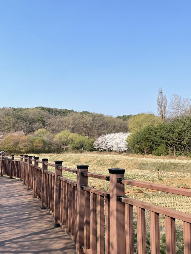 의왕 벚꽃 명소 백운호수
