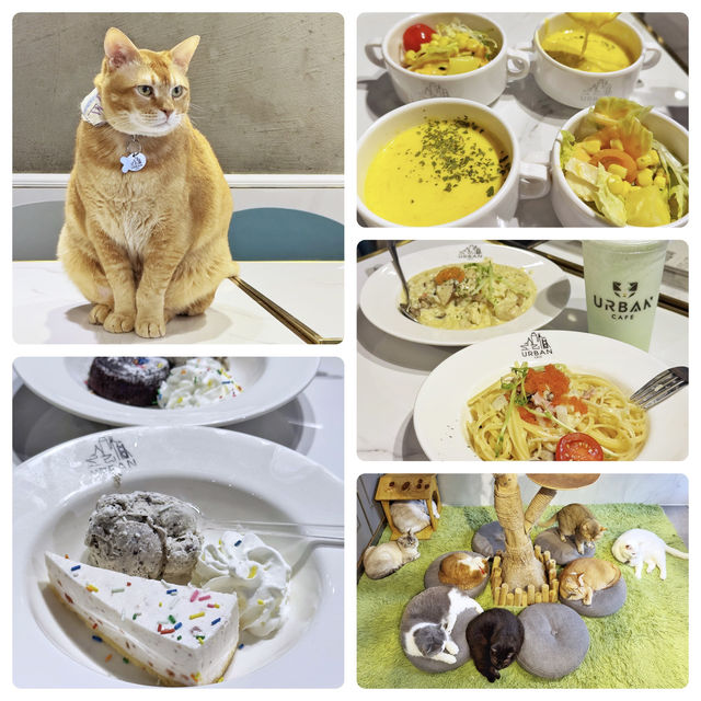 高質😋抵食🐈貓Cafe