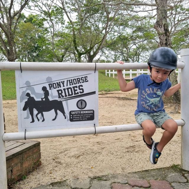 Fun With Horses At Gallop Stable 🐴