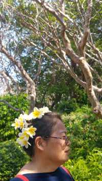 滿山花景與小纜車【拷汪宮】