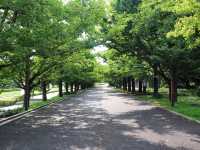 【東京都】東京で森林浴:国立昭和記念公園🌳